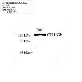 Антитела первичные, поликлональные кролика к CD163L1 крысы, мыши, человека, 50 мкл