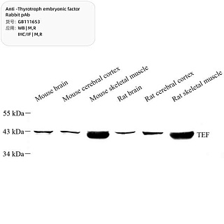 Антитела первичные, поликлональные кролика к Thyrotroph embryonic factor крысы, мыши, 100 мкл