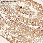 Антитела первичные, поликлональные, IRAK1-binding protein 1, 100 мкл