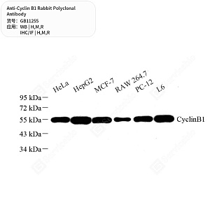 Антитела первичные, поликлональные кролика к Cyclin B1 крысы, мыши, человека, 50 мкл