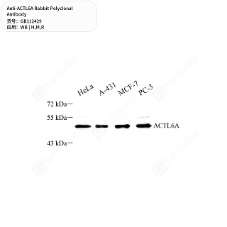 Антитела первичные, поликлональные кролика к ACTL6A крысы, мыши, человека, 50 мкл