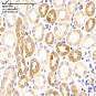 Антитела первичные, поликлональные, Cytochrome P450 4A/CYP4A11, 100 мкл