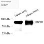 Антитела первичные, поликлональные, LRCH1, 100 мкл