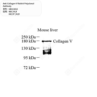 Антитела первичные, поликлональные кролика к Collagen V крысы, мыши, 50 мкл