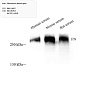 Антитела первичные, поликлональные, Fibronectin, 100 мкл