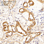 Антитела первичные, поликлональные, Cytochrome P450 4A/CYP4A11, 100 мкл