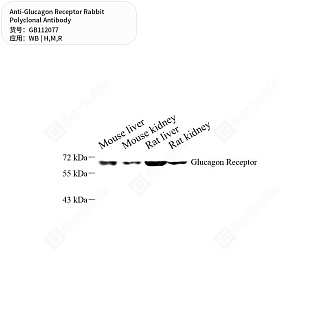Антитела первичные, поликлональные кролика к Glucagon Receptor крысы, мыши, человека, 50 мкл