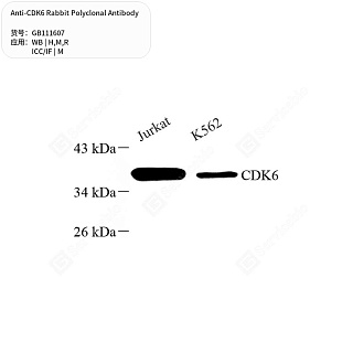 Антитела первичные, поликлональные кролика к CDK6 крысы, мыши, человека, 50 мкл