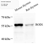 Антитела первичные, поликлональные, ROD1, 100 мкл