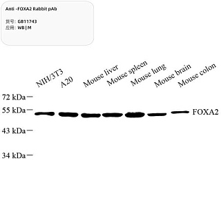 Антитела первичные, поликлональные кролика к FOXA2 мыши, 100 мкл
