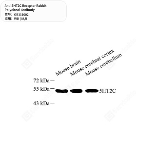 Антитела первичные, поликлональные кролика к 5HT2C Receptor крысы, мыши, 50 мкл