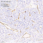 Антитела первичные, поликлональные CD31, 100 мкл