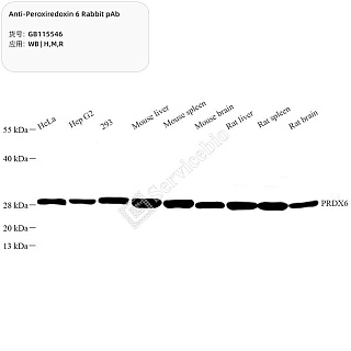 Антитела первичные, поликлональные кролика к Peroxiredoxin 6 крысы, мыши, человека, 100 мкл