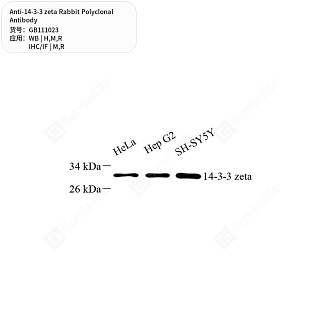 Антитела первичные, поликлональные кролика к 14-3-3 zeta крысы, мыши, человека, 50 мкл