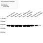Антитела первичные, поликлональные, Synaptophysin, 100 мкл