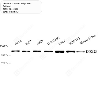 Антитела первичные, поликлональные кролика к DDX23 крысы, мыши, человека, 50 мкл