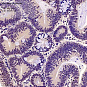 Антитела первичные, поликлональные, BRCA2, 100 мкл