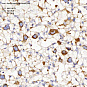 Антитела первичные, поликлональные, Peroxiredoxin 4, 100 мкл