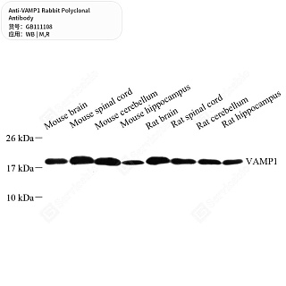 Антитела первичные, поликлональные кролика к VAMP1 крысы, мыши, 50 мкл