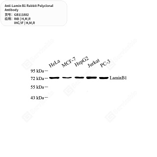 Антитела первичные, поликлональные кролика к Lamin B1 крысы, мыши, человека, 50 мкл