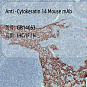 Антитела первичные, моноклональные, Cytokeratin 14, 50 мкл