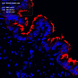 Антитела первичные, поликлональные, RSPH9, 100 мкл