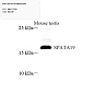 Антитела первичные, поликлональные, SPATA19, 100 мкл