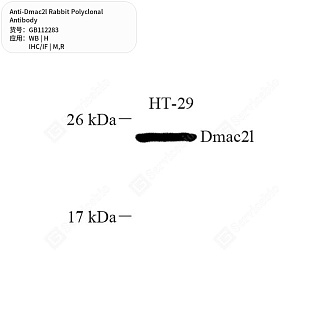 Антитела первичные, поликлональные кролика к Dmac2l крысы, мыши, человека, 50 мкл