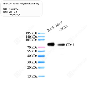 Антитела первичные, поликлональные кролика к CD44 крысы, мыши, 50 мкл