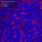 Антитела первичные, поликлональные, Apolipoprotein E, 100 мкл