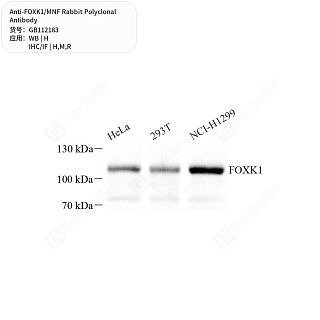 Антитела первичные, поликлональные кролика к FOXK1/MNF крысы, мыши, человека, 50 мкл