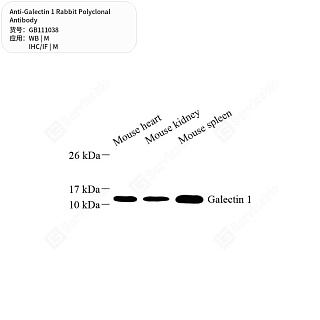 Антитела первичные, поликлональные кролика к Galectin 1 мыши, 50 мкл