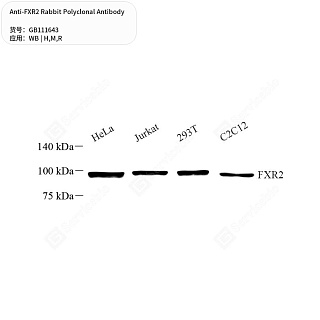 Антитела первичные, поликлональные кролика к FXR2 крысы, мыши, человека, 50 мкл