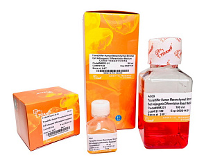 Среда для адипогенной дифф. TransDiffer Human Mesenchymal Stromal Cell Adip. Diff. Medium, 200 мл