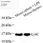 Антитела первичные, поликлональные, Ly6c, 100 мкл