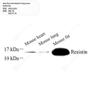Антитела первичные, поликлональные кролика к Resistin крысы, мыши, 50 мкл