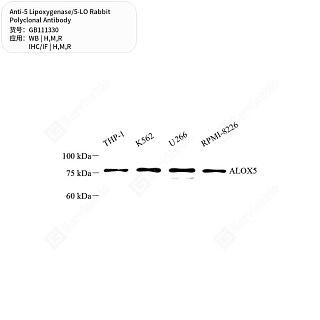 Антитела первичные, поликлональные кролика к 5 Lipoxygenase/5-LO крысы, мыши, человека, 50 мкл