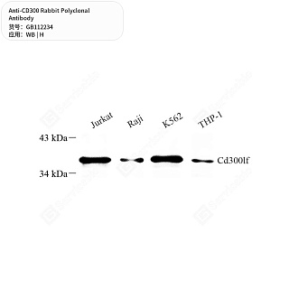 Антитела первичные, поликлональные кролика к CD300 человека, 50 мкл