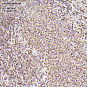 Антитела первичные, поликлональные, LMO2, 100 мкл