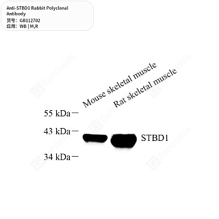 Антитела первичные, поликлональные кролика к STBD1 крысы, мыши, 50 мкл