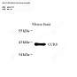 Антитела первичные, поликлональные кролика к CCR8 мыши, 100 мкл