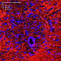 Антитела первичные, поликлональные, Myelin Basic Protein, 100 мкл