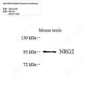 Антитела первичные, поликлональные кролика к NRG2 крысы, мыши, 50 мкл