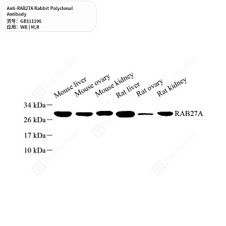 Антитела первичные, поликлональные кролика к RAB27A крысы, мыши, 50 мкл