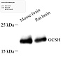 Антитела первичные, поликлональные, GCSH, 100 мкл