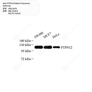 Антитела первичные, поликлональные кролика к PTPN12 крысы, мыши, человека, 100 мкл