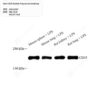 Антитела первичные, поликлональные кролика к CD35 крысы, мыши, человека, 50 мкл