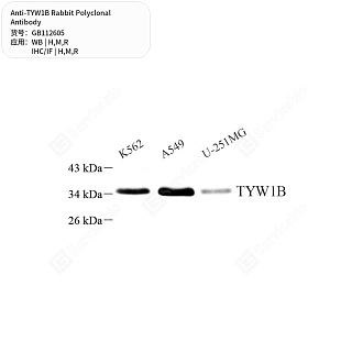 Антитела первичные, поликлональные кролика к TYW1B крысы, мыши, человека, 50 мкл