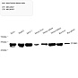 Антитела первичные, моноклональные, beta Tubulin, 100 мкл