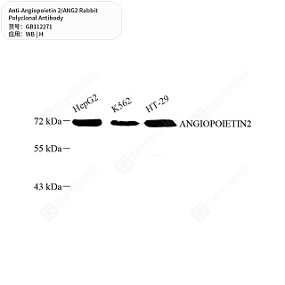 Антитела первичные, поликлональные кролика к Angiopoietin 2/ANG2 человека, 50 мкл